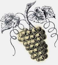 blanc de blanc - vin de Cassis blanc de blanc - vin de Cassis