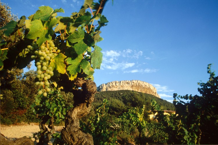 vignoble Cassis vignoble Cassis