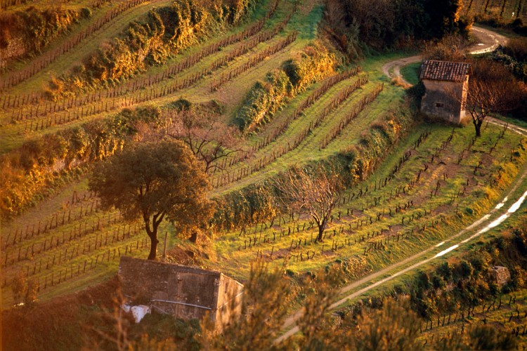 vignes - vin de Cassis vignes - vin de Cassis