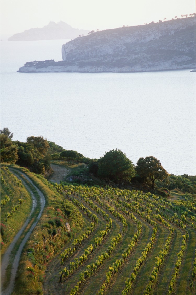 vignes Cassis vignes Cassis